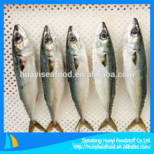 China Origin Frozen Mackerel Fish 200-300g